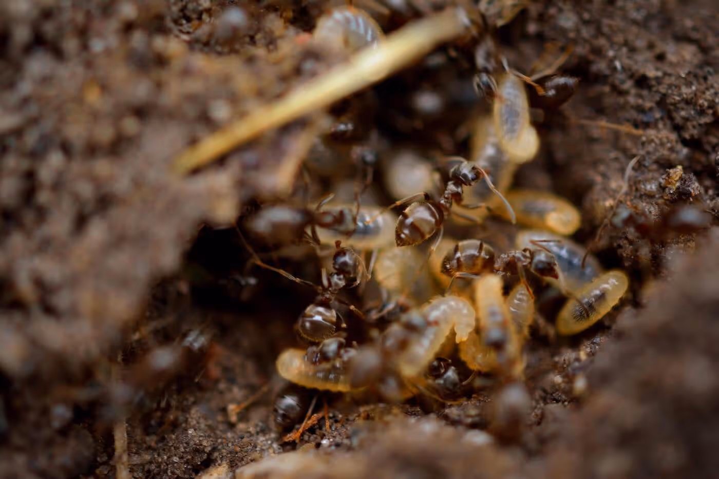 Les termites