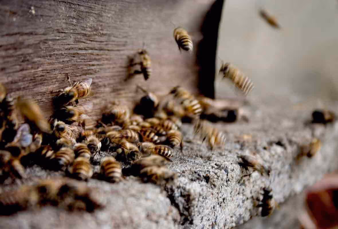 Peut-on laisser un nid de guêpes ?